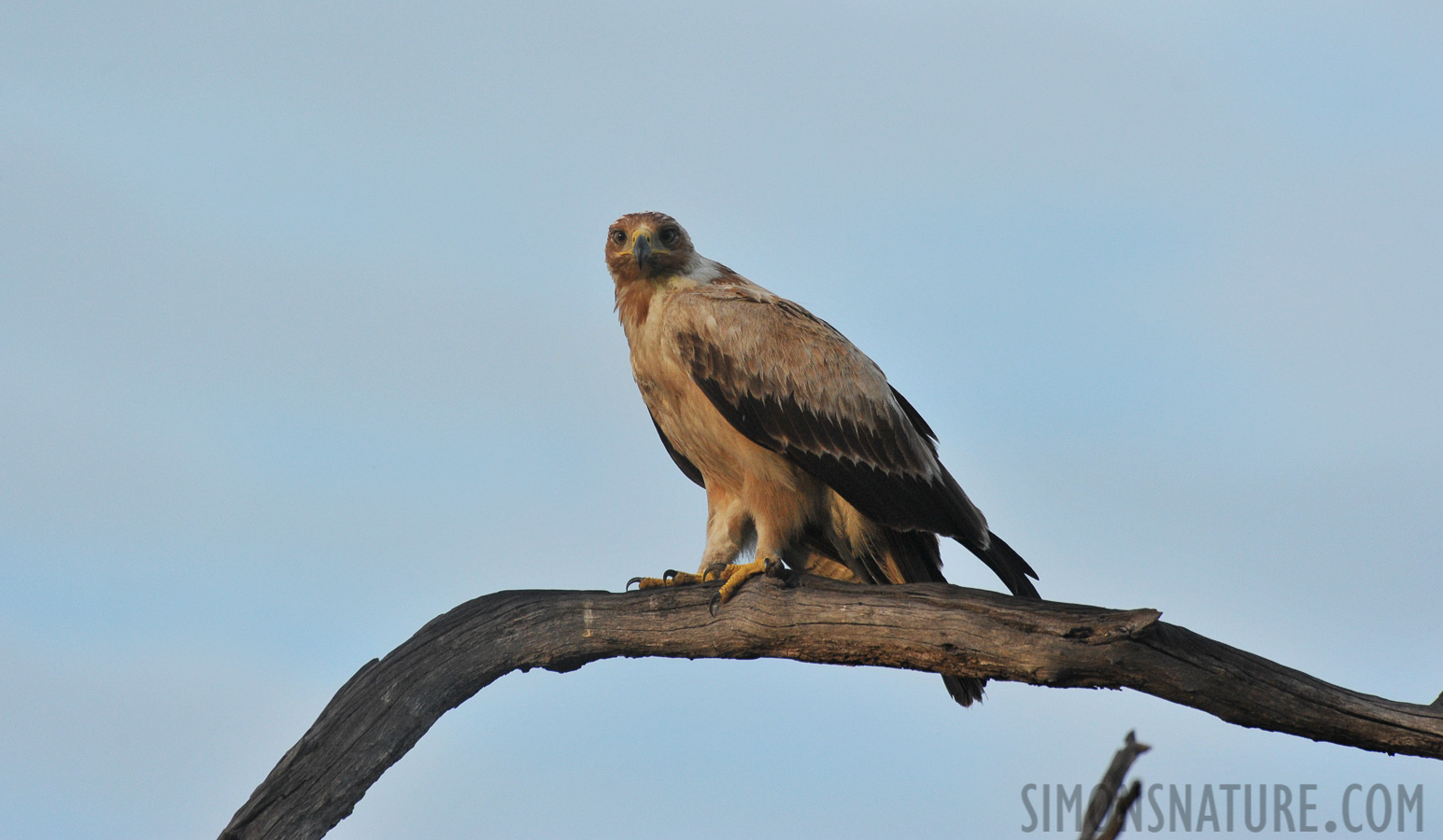 Aquila rapax rapax [550 mm, 1/1000 sec at f / 8.0, ISO 1600]